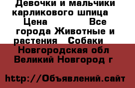 Девочки и мальчики карликового шпица  › Цена ­ 20 000 - Все города Животные и растения » Собаки   . Новгородская обл.,Великий Новгород г.